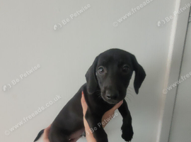 Dachshund x jack russel girl pup