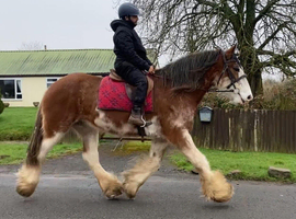 Beautiful mare