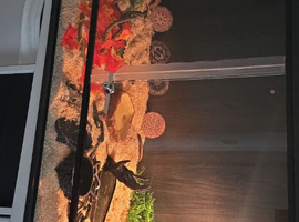 Abberant california kingsnake and enclosure