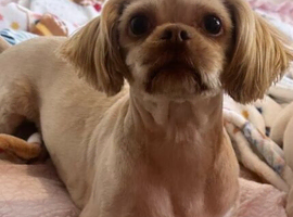 Female shihtzu