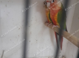 Breeding pair