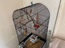 Cockerteils for sale