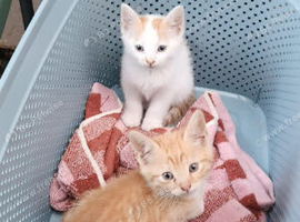 Beautiful kittens available mixed mainecoons