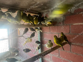Job lot of 40 canaries