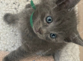 Beautiful ragdoll x American maincoon x Russian blue kittens.