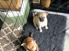 Selling my chihuahua pups getting their first jags on the 6 of October then second on the 20 October and micro chip
