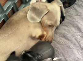 Chinese crested cross miniature dachshund