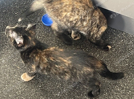 3 beautiful kittens