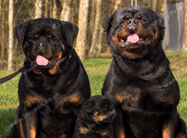 Top quality kc Rottweiler pups german/serbian