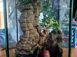 Tarantulas and true spiders forsale