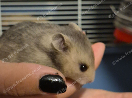 4  baby syrian hamster forsale