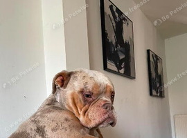 Olde English bulldog