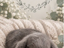 Gorgeous mini lop bunnies for sale