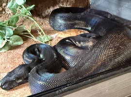 Ghost devil boa