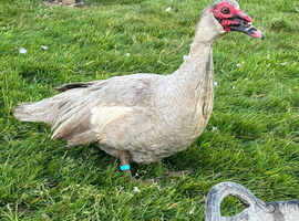 Muscovy ducks/ducklings