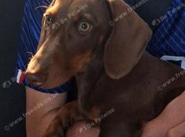 Miniature Dachshund