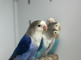 Love birds