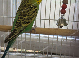 Beautiful Baby green Boy