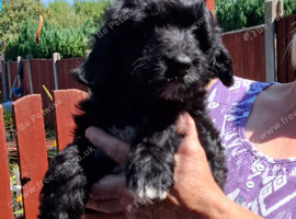 Border collie x mini poodle