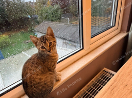 Beautiful kittens for sale ready now