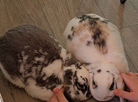 Pair of Mini Lop Rabbits