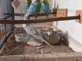 breeding age cock budgies