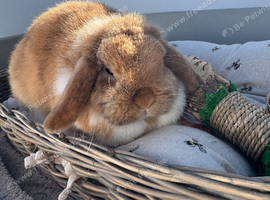 Pure bred show quality Mini lop does