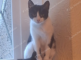 Black and white year old female cat