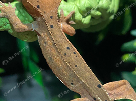 One cute crested gecko for sale