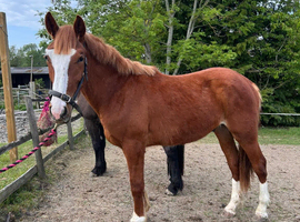 Ish x Chestnut gelding