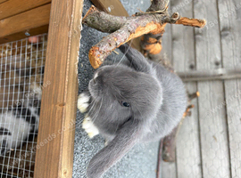 4 mini lop cross for sale