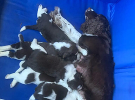 English Springer spaniel puppies