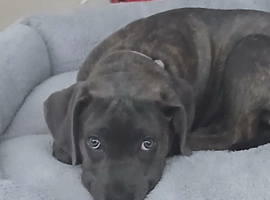 Cane Corso mixed with a Presa Canario