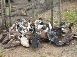Muscovy female ducks