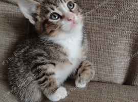 Kittens for sale
