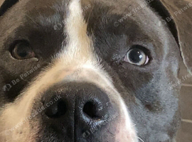11 month old staffy