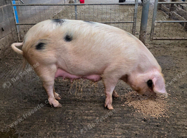 GOS SOW for sale