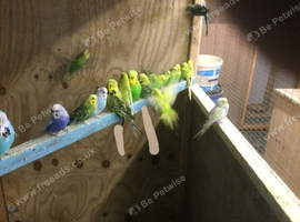 Bird rescue