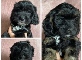 F1 Cockapoo puppies