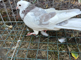 Roller cock