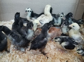 Serama chicks unsexed