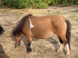 Well bred mini mare