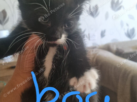 4 Beautiful kittens