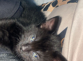 Black femal kitten