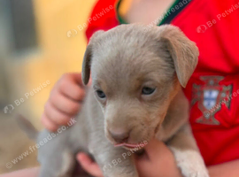 Jack Russell puppies for sale