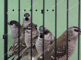 Cherry finches