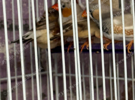 Various zebra finches