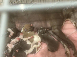 Beautiful pedigree whippet puppies