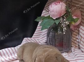 Shar pei puppies 5 weeks old