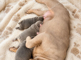 Beautiful Big Rope French Bulldog Puppies Ready to Steal Your Heart